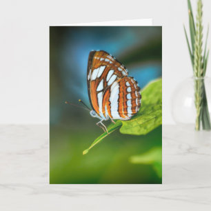White and Orange Striped Butterfly Card