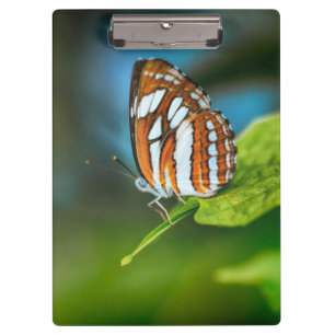 White and Orange Striped Butterfly Clipboard