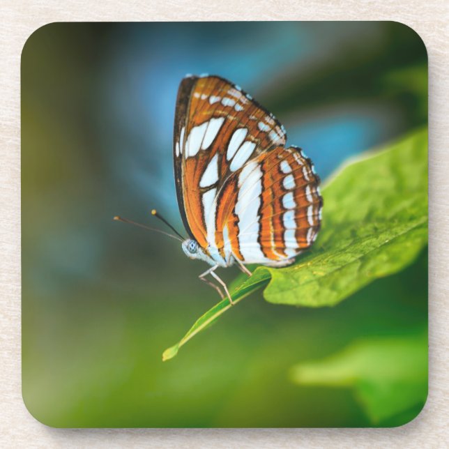 White and Orange Striped Butterfly Coaster (Front)