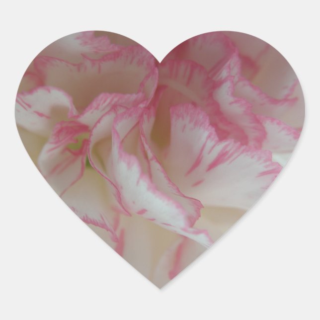 White and Pink Carnation Heart Sticker (Front)