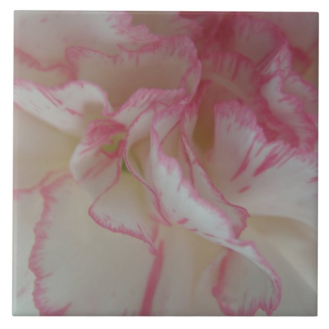 White and Pink Carnation Tile (Front)