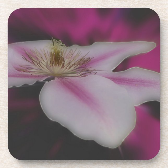 White And Pink Clematis Flower Coaster (Front)