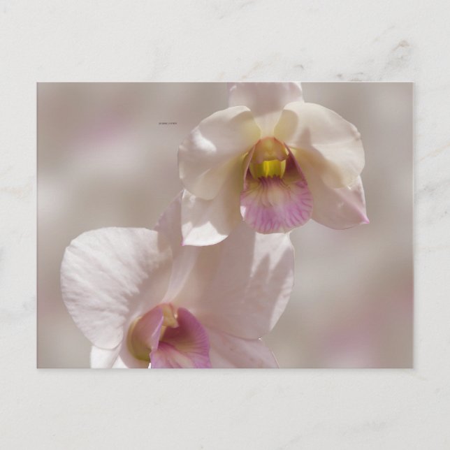 White and pink orchid flower on blurred background postcard (Front)