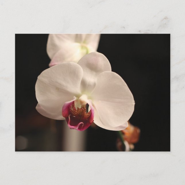 White and Pink Orchid Flower Photo Postcard (Front)