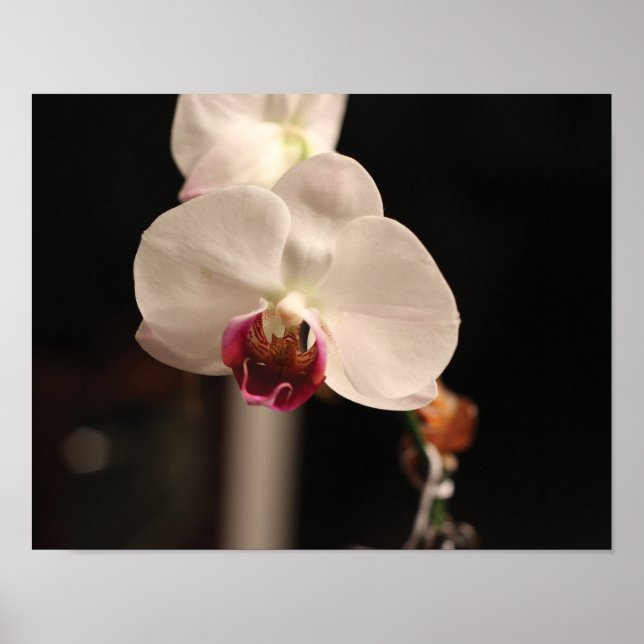 White and Pink Orchid Flower Photo Poster (Front)