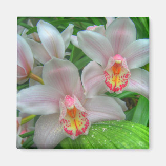 White and Pink Orchids Magnet