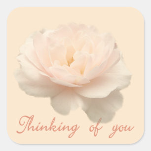 White and pink rose square sticker