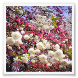 White and pink spring blossom in Wales Photo Print