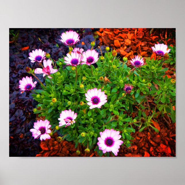 White and Purple African Daisy #1 Poster (Front)