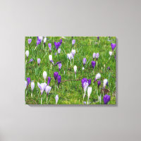 White and purple crocuses view canvas print