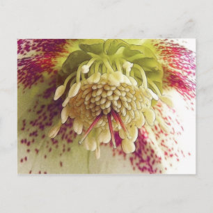 White And Purple Hellebore Postcard