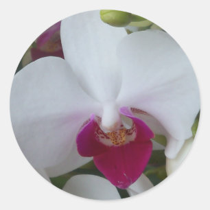 White and purple moth orchid on sheet of stickers