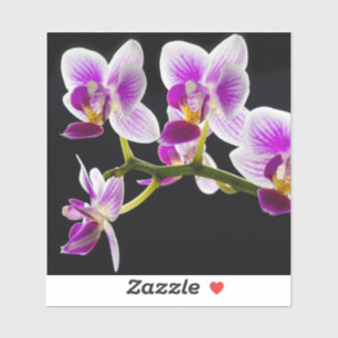 White and purple orchid