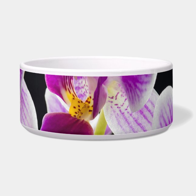 White and purple orchid (Front)