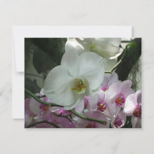 White and Purple Orchids