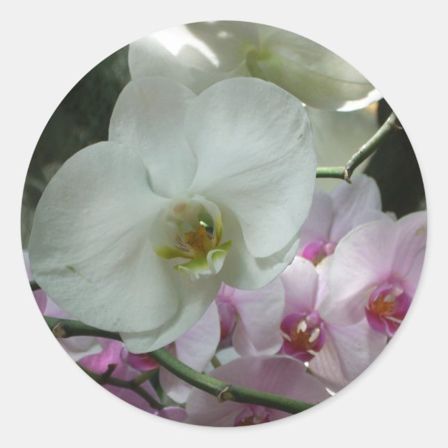 White and Purple Orchids Classic Round Sticker (Front)