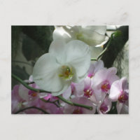 White and Purple Orchids