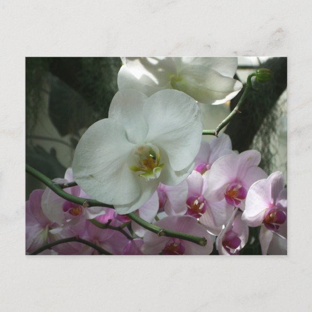 White and Purple Orchids Postcard (Front)