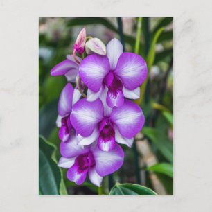 White and purple orchids postcard