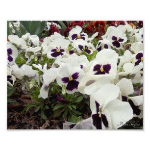 White and Purple Pansies Photo Print