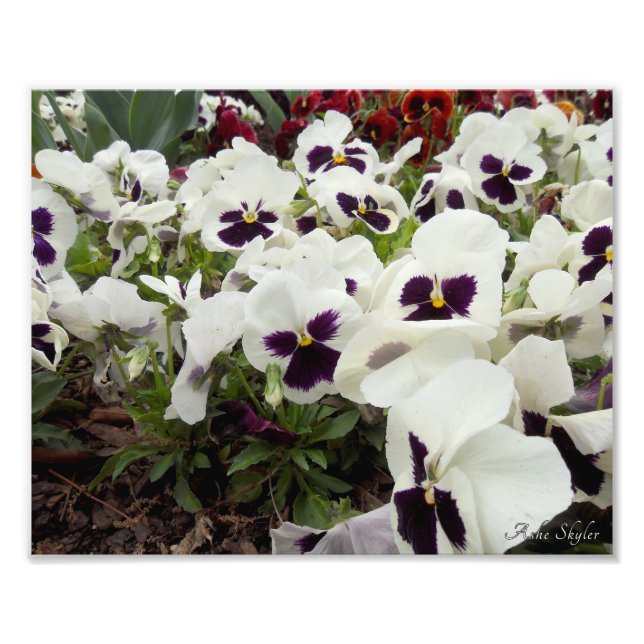 White and Purple Pansies Photo Print (Front)