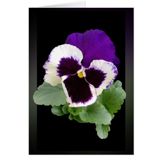 white and purple pansy (Front)