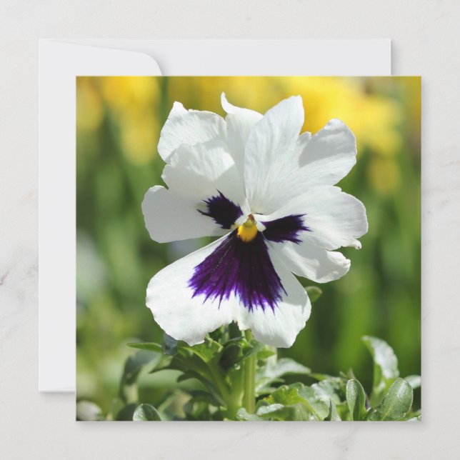 White and Purple Pansy Bridal Shower Invitation (Front)