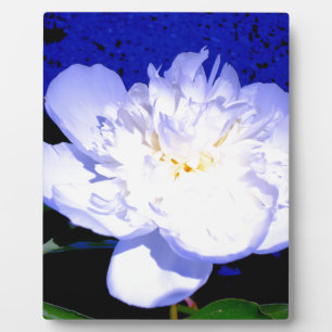 White and purple Peony Plaque