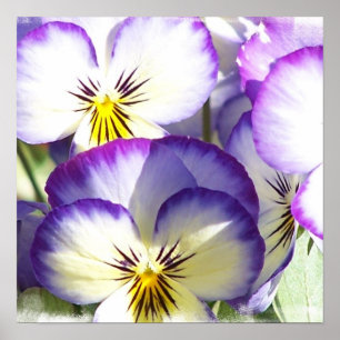 White and Purple Violas Poster