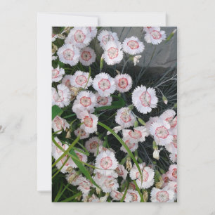White and Red Carnations Card