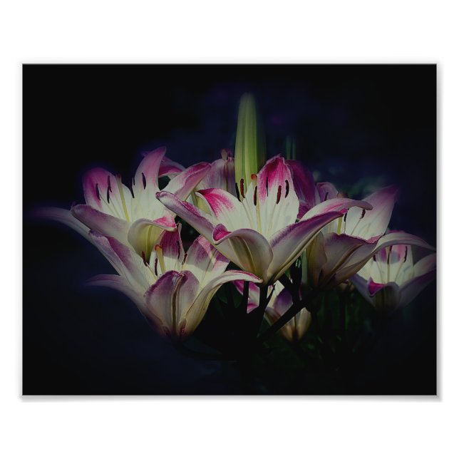 White And Red Lily Flowers 8x10 Photo Print (Front)