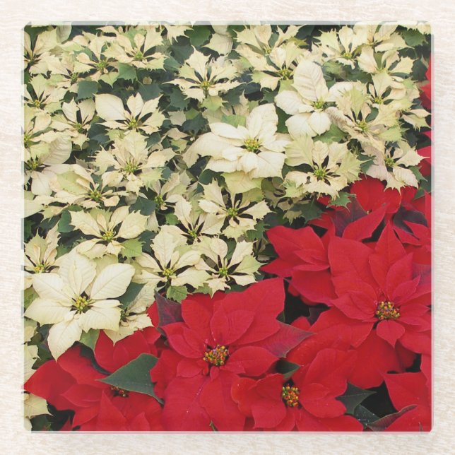 White and Red Poinsettias I Holiday Floral Glass Coaster (Front)