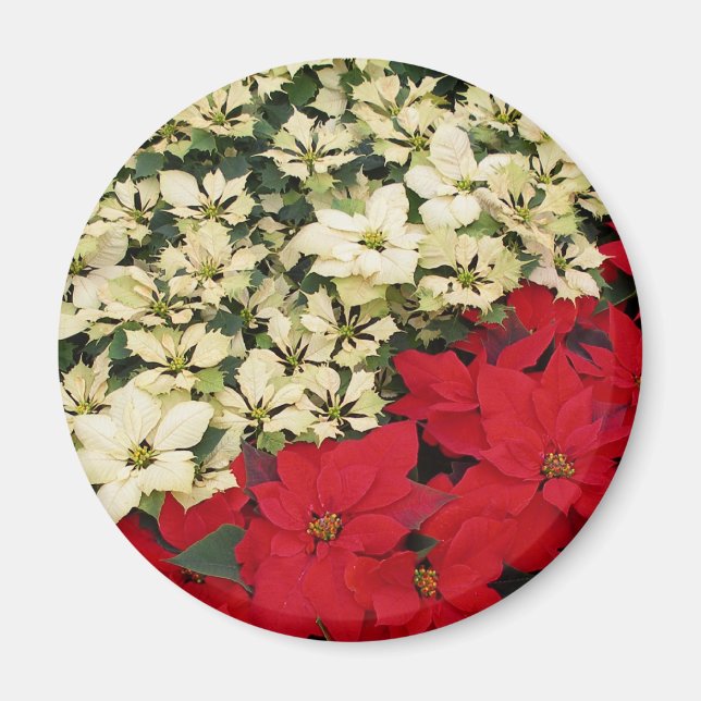 White and Red Poinsettias I Holiday Floral Magnet (Front)
