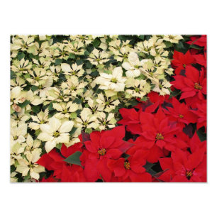 White and Red Poinsettias I Holiday Floral Photo Print