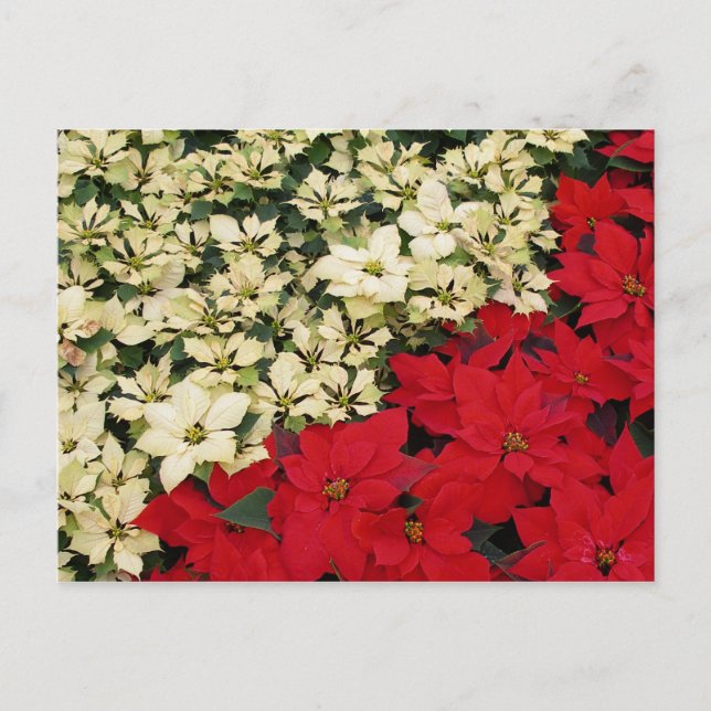 White and Red Poinsettias I Holiday Floral Postcard (Front)