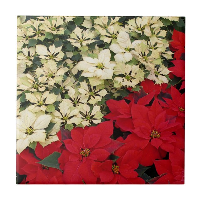 White and Red Poinsettias I Holiday Floral Tile (Front)