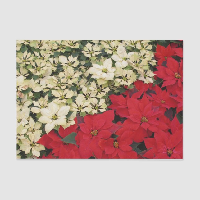 White and Red Poinsettias I Holiday Floral Tissue Paper (Front)