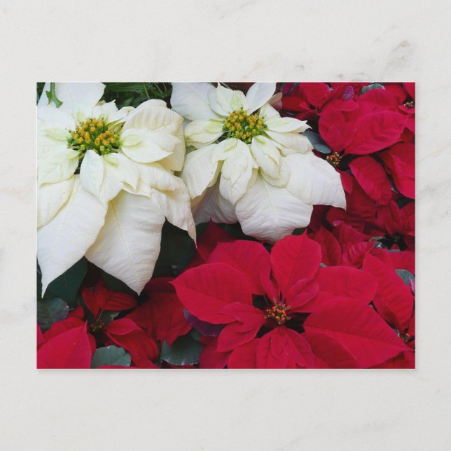 White and Red Poinsettias II Christmas Holiday (Front)
