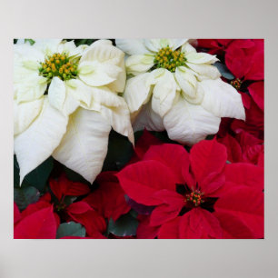 White and Red Poinsettias II Christmas Holiday Poster