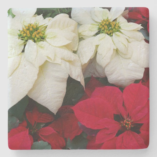 White and Red Poinsettias II Christmas Holiday Stone Coaster (Front)