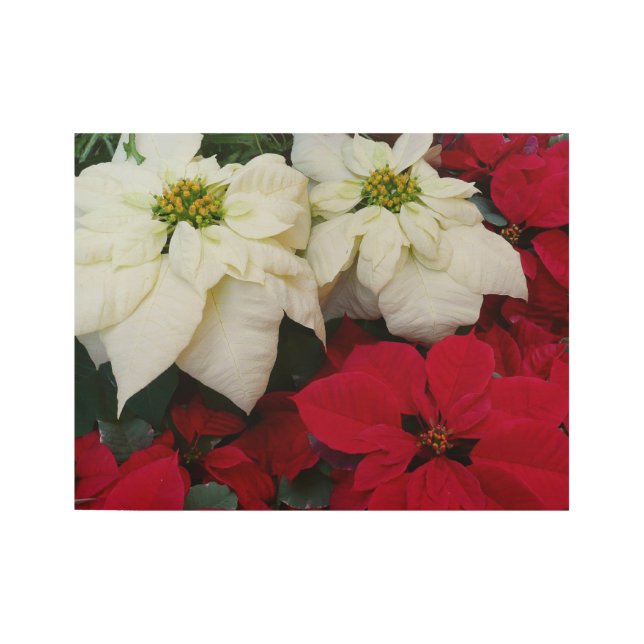 White and Red Poinsettias II Christmas Holiday Wood Poster (Front)