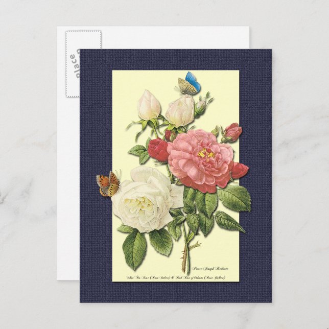 White and Red Roses Botanical Postcard (Front/Back)