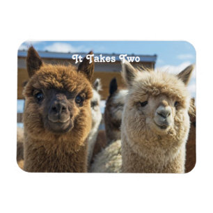 White and Reddish Brown Curly Haired Alpaca Couple Magnet