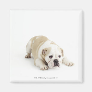White and tan bulldog magnet