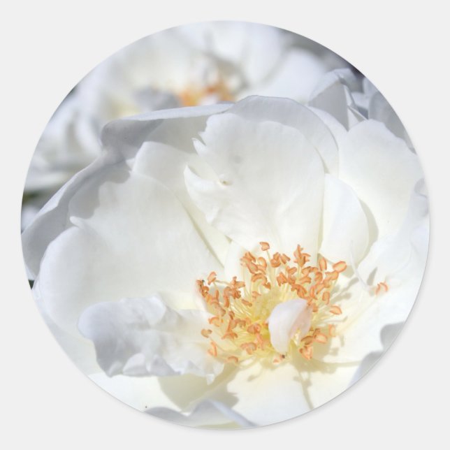 White and White Roses Wedding Sticker (Front)
