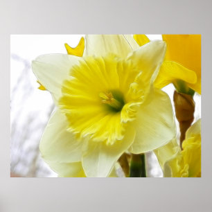 White And Yellow Daffodil Poster