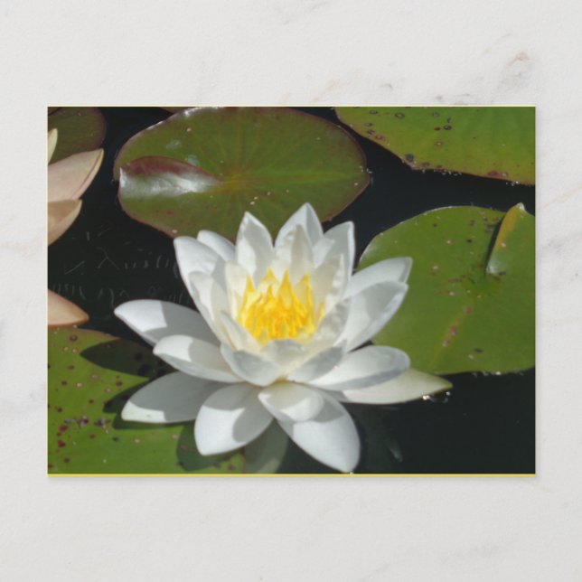 White and Yellow Flower postcard (Front)