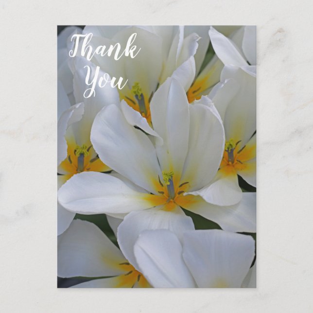 White and Yellow Flowers Thank You Postcard (Front)