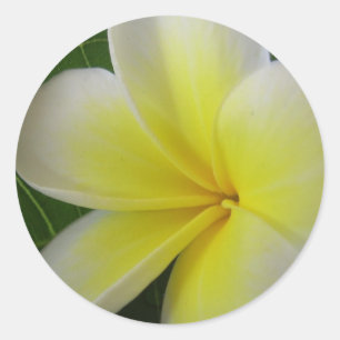 White And Yellow Frangipani Flower Classic Round Sticker