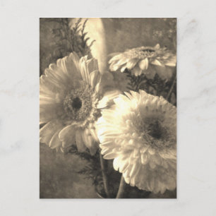 White and Yellow Gerbera and Calla 1 Antiqued Postcard